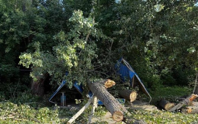 Ağac aşdı: 10 aylıq uşaq da daxil olmaqla 3 nəfər öldü