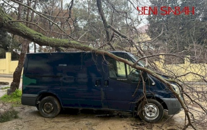Bakıda ağac avtomobilin üstünə aşdı - FOTOLAR