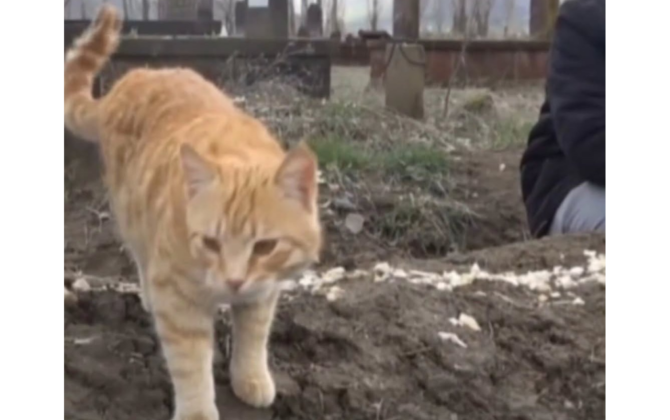 Günlərdir ölən sahiblərinin məzarından AYRILMIRLAR - VİDEO