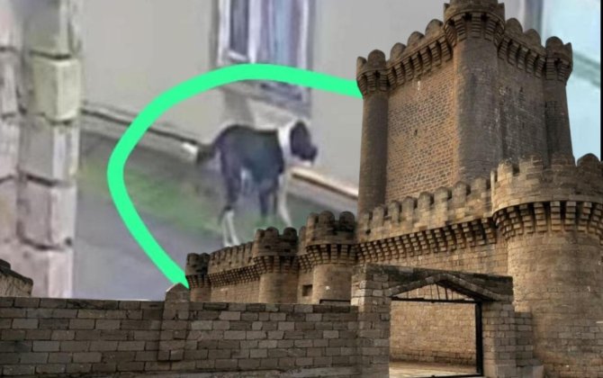 Mərdəkanda vəhşi it qalmaqalı: 8 nəfəri parçalayıb, ÖLÜM VAR - sahibsiz quduz köpək kimindir? - FOTO+ÖZƏL