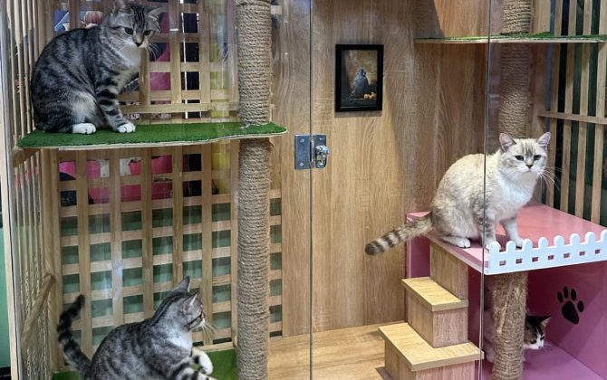 Azərbaycanda pişiklər üçün otel yaradılıb: “Hər pişiyə fərdi yanaşırıq, oyun zonasına tək-tək buraxırıq” - FOTOLAR