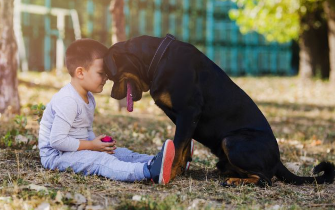 Ev heyvanları uşaqlar üçün nə qədər təhlükəlidir? - həkimdən XƏBƏRDARLIQ