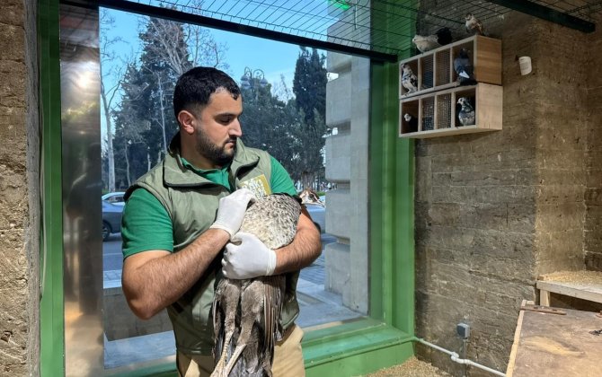 В Баку из детского развлекательного центра изъяли животных