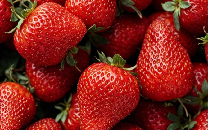 Dərman vurulan çiyələklər görün nə hala düşdü - VİDEO