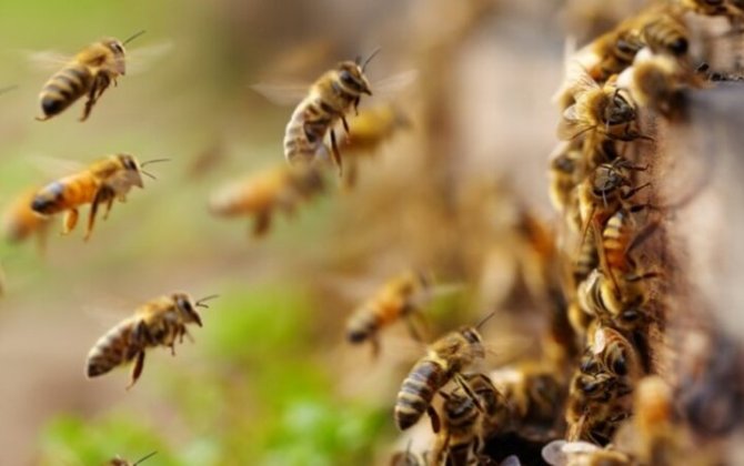 Azərbaycan arıçılığı üçün Orta Asiyadan gələn təhlükə: Arı ölümləri niyə artıb? - ARAŞDIRMA
