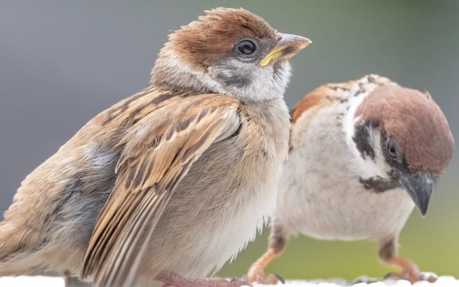 “Sərçələr o vaxt Bakı şəhərində çoxala bilər ki, qarğalar...”-FOTO+ÖZƏL