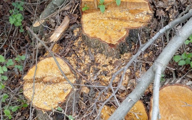 Oğuzda ağacların kəsilməsinə görə cinayət işi başlanıb