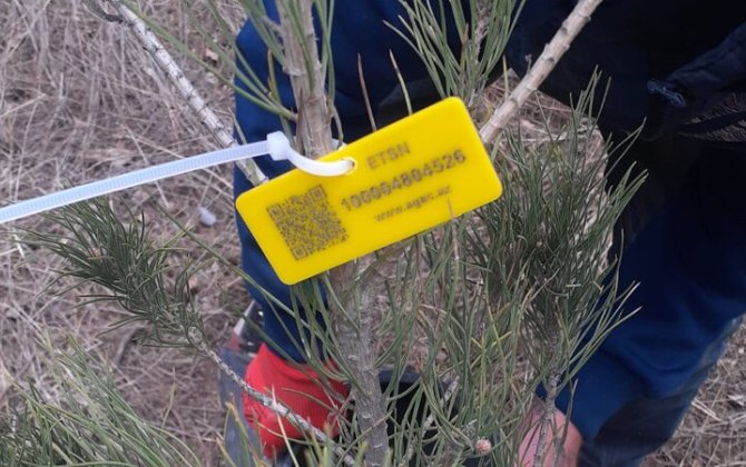 Elmi Cərrahiyyə Mərkəzi qanunsuz ağac kəsilməsi iddialarına CAVAB VERDİ - FOTO