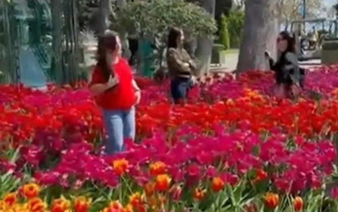 Bulvarda gülləri əzən 10 nəfər polisə çağırıldı - VİDEO