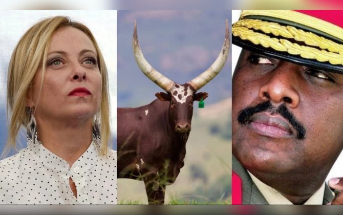 Meloniyə də evlənmək üçün 100 baş inək təklif etmişdi