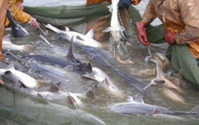 Namibiyada rusiyalı balıqçıların gəmisi saxlanılıb