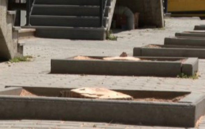 Bakıda 10-dan çox ağac kəsildi - Araşdırma başladı - VİDEO