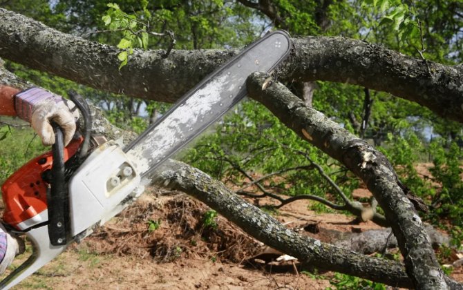 Dövlət Xidməti: Qanunsuz ağac kəsilməsi nəticəsində yaşıllıqlara 133 min manatdan çox ziyan dəyib