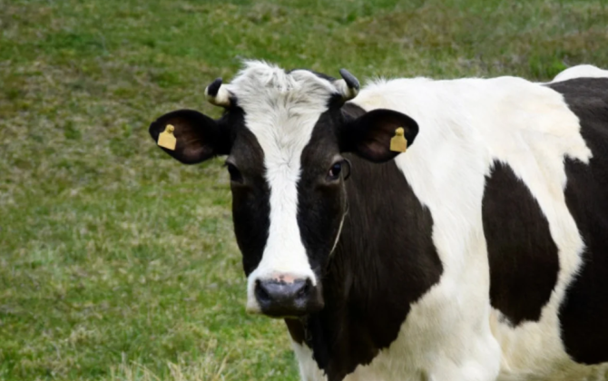 İdentifikasiya olunmamış heyvanların bazarlara daxil olmasına məhdudiyyət tətbiq ediləcək