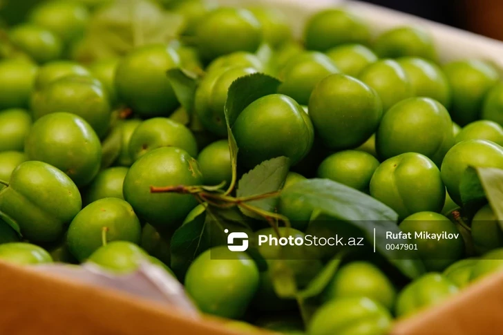 Урожай алычи в стране упал до минимального уровня — причины связывают с погодой