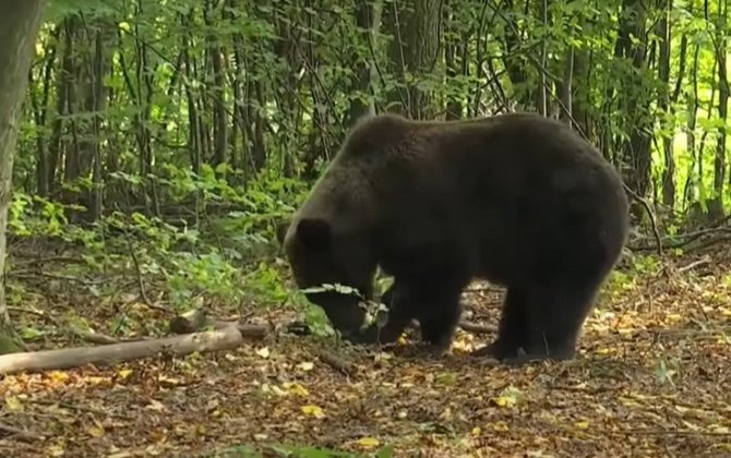 На Аляске на территории военной базы медведь ранил двух солдат
