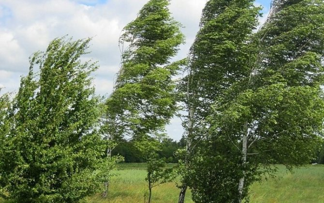 Küləkli hava şəraiti ilə bağlı sarı və narıncı xəbərdarlıq verildi - FOTO