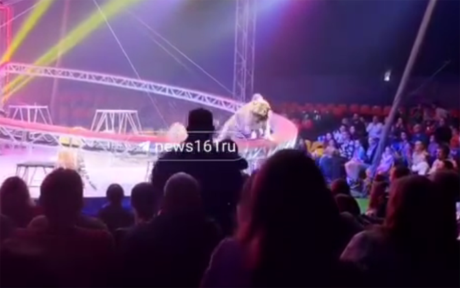 Rusiyada sirkdə pələng tamaşaçıların oturduğu zonaya girdi - Video