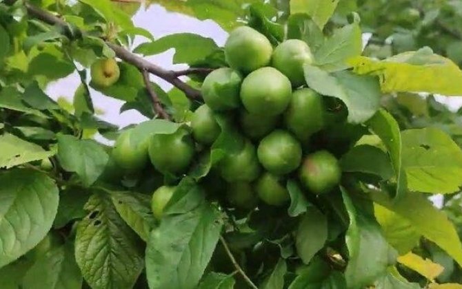 Alçanın qiyməti düşmür: Bahalığın səbəbi nədir?