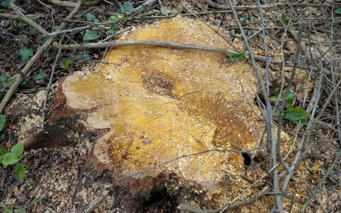 Oğuzda qanunsuz ağac kəsən 3 nəfər saxlanılıb