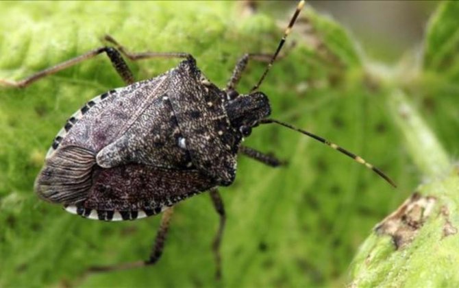 Азербайджан и Грузия будут вместе бороться с опасным вредителем