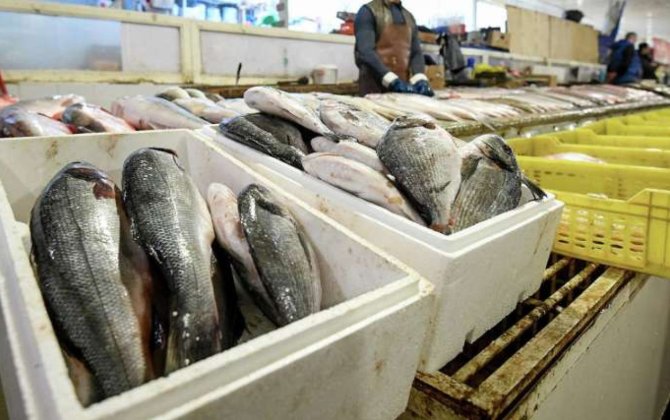 Xaricdən kiloqramı 2 manata alınan balıq niyə 35 manata satılır? - VİDEO