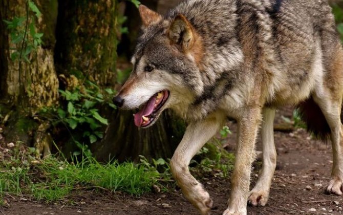 В Имишли стая волков напала на ферму