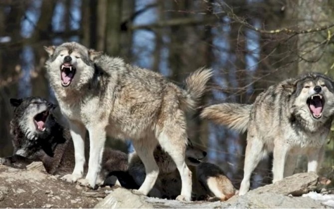 İmişlidə canavarlar kəndə hücum ediblər - VİDEO