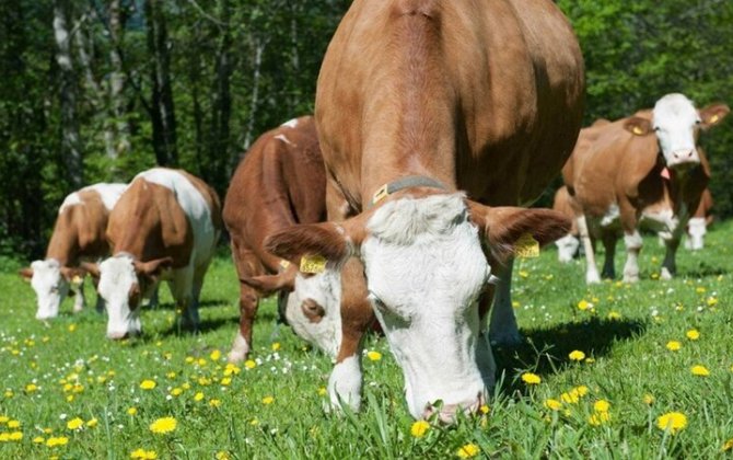 Aşağı qiymətlərlə idxal edilən mal-qara ölkənin ət satışı bazarına təsir göstərəcəkmi?