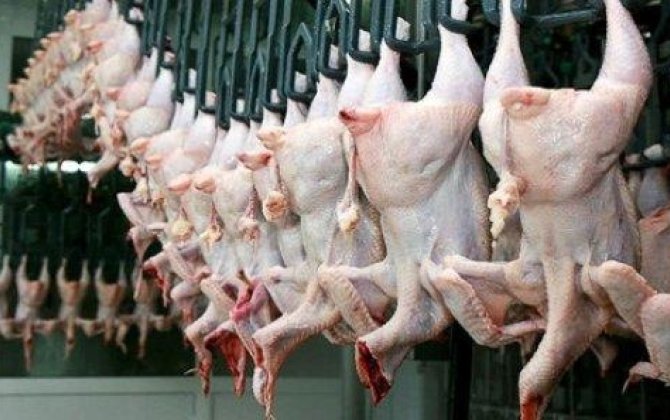 SOS: Bu toyuqlar İNFEKSİYA mənbəyidir – Necə TANIMALI?