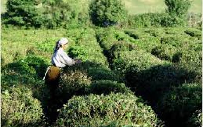 Азербайджан увеличил экспорт чая и сократил импорт