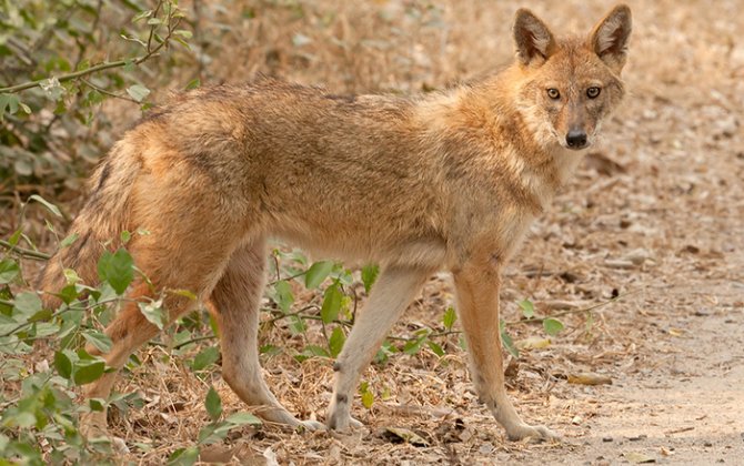 В Уджаре шакал напал на жителей, три человека пострадали