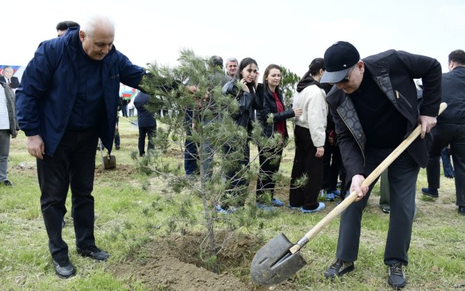 YAP Heydər Əliyevin 103 illiyi ilə əlaqədar ağacəkmə aksiyası keçirdi - FOTOLAR