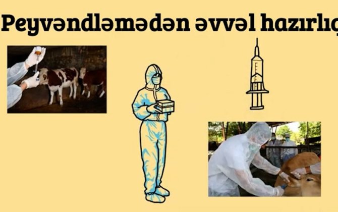 Heyvanlar necə peyvənd olunur? - VİDEO