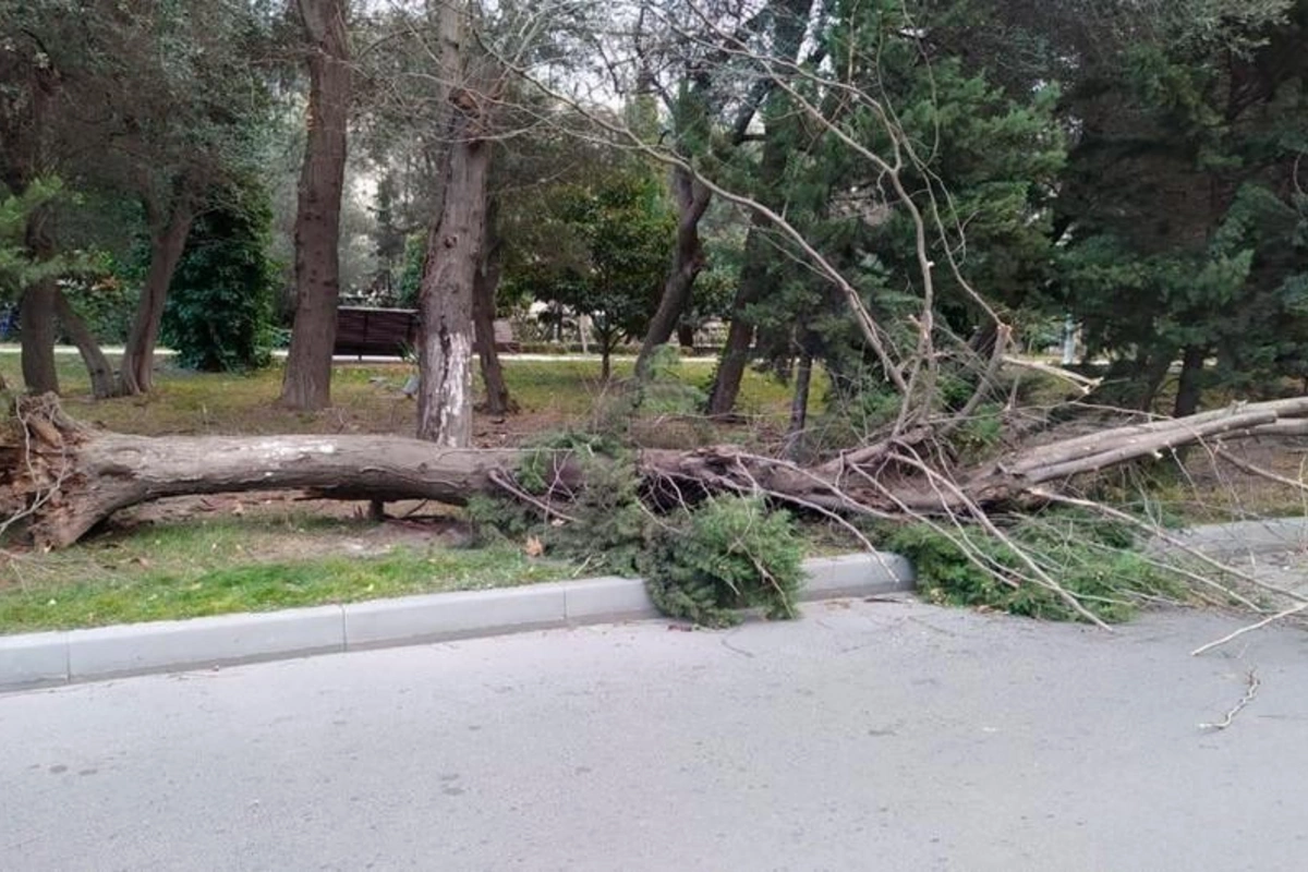 Ветер в Баку повалил десятки деревьев