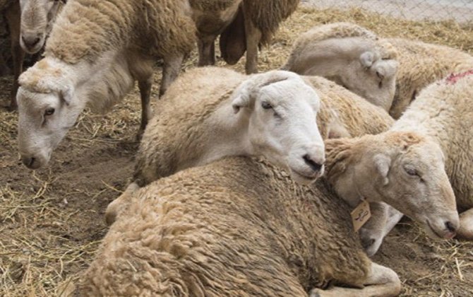 Tələblərə cavab verməyən heyvanlar satış zonasına buraxılmayacaq - VİDEO