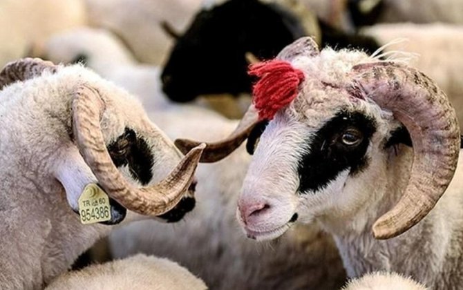 Qurbanlıq bazarında YENİ QAYDALAR qüvvəyə mindi
