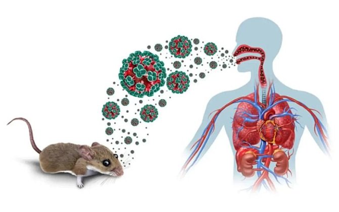 Daha bir gəmidə virus aşkarlandı - Sərnişilər təxliyə olundu