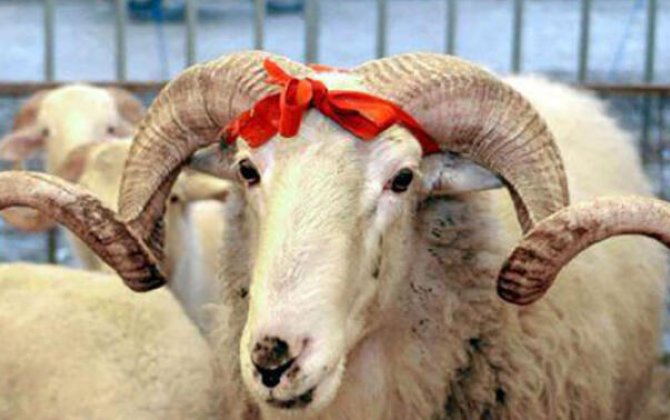 Qurbanlıq heyvanların satışı və kəsimi xidmətləri göstəriləcək ünvanların SİYAHISI