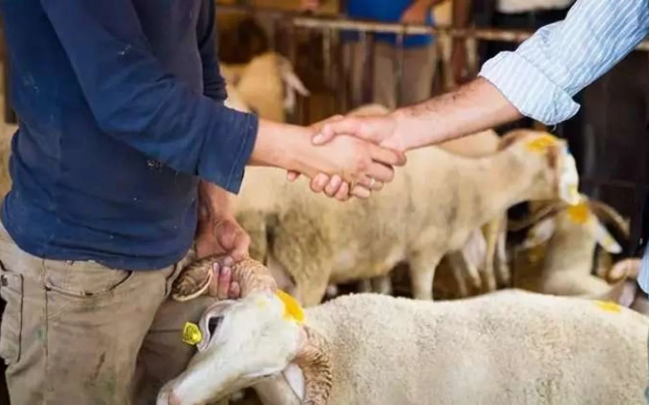 Qurban bayramı öncəsi heyvan bazarında QİYMƏTLƏR - VİDEO