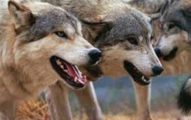 Bərdədə canavarlar fərdi təsərrüfata hücum edib, 50-yə yaxın heyvan tələf olub