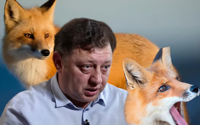 “Biz onların məskənini işğal etmişik, quduzluq yaya bilərlər” - Bakıda tülkülər niyə çoxalıb? - AÇIQLAMA+ÖZƏL