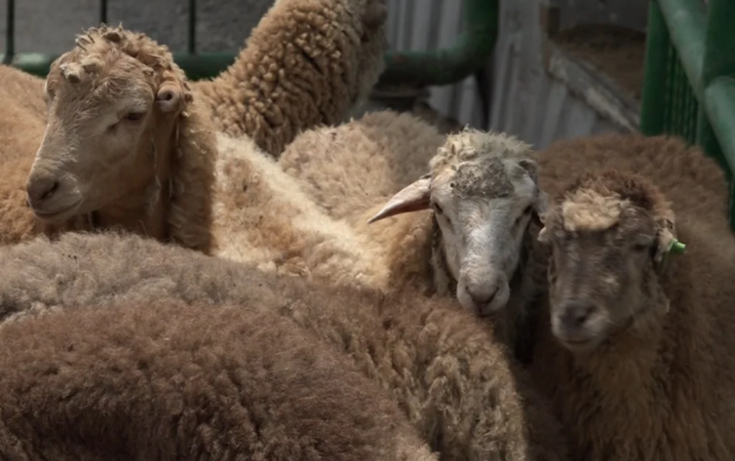 Qurban bayramı ilə bağlı hazırlıq işləri yekunlaşıb