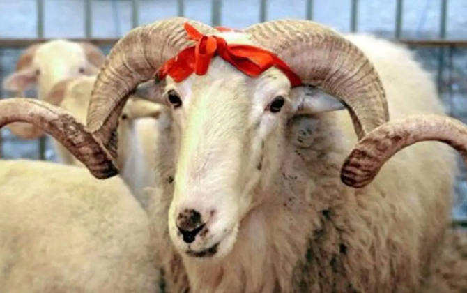 Borcla qurbanlıq almaq düzgündür? - İmkan yoxdursa...