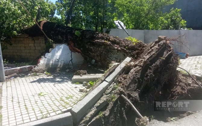 İsmayıllıda güclü külək irigövdəli ağacları aşırıb - FOTO