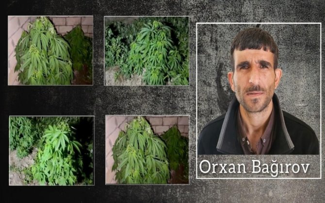 Salyanda çətənə kolları yetişdirən şəxs həbs edildi
