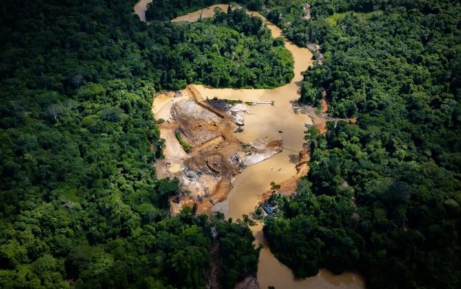 Greenpeace: В лесах Амазонии незаконно добывается золото на миллиарды долларов