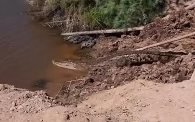 Azərbaycan sularında üzdüyü  iddia edilən timsahın Meksikada lentə alındığı təsdiqləndi-ÖZƏL GÖRÜNTÜLƏR -YENİLƏNİB