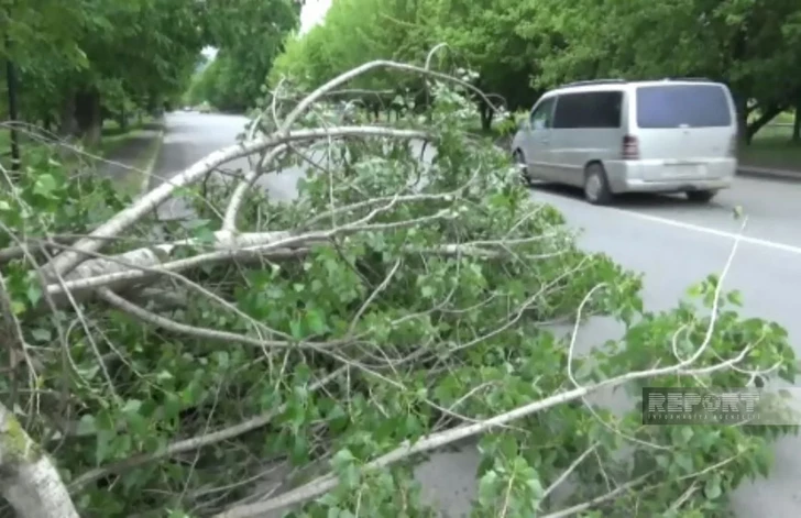 Шквалистый ветер повалил деревья и оставил часть Исмайыллы без света-ФОТО