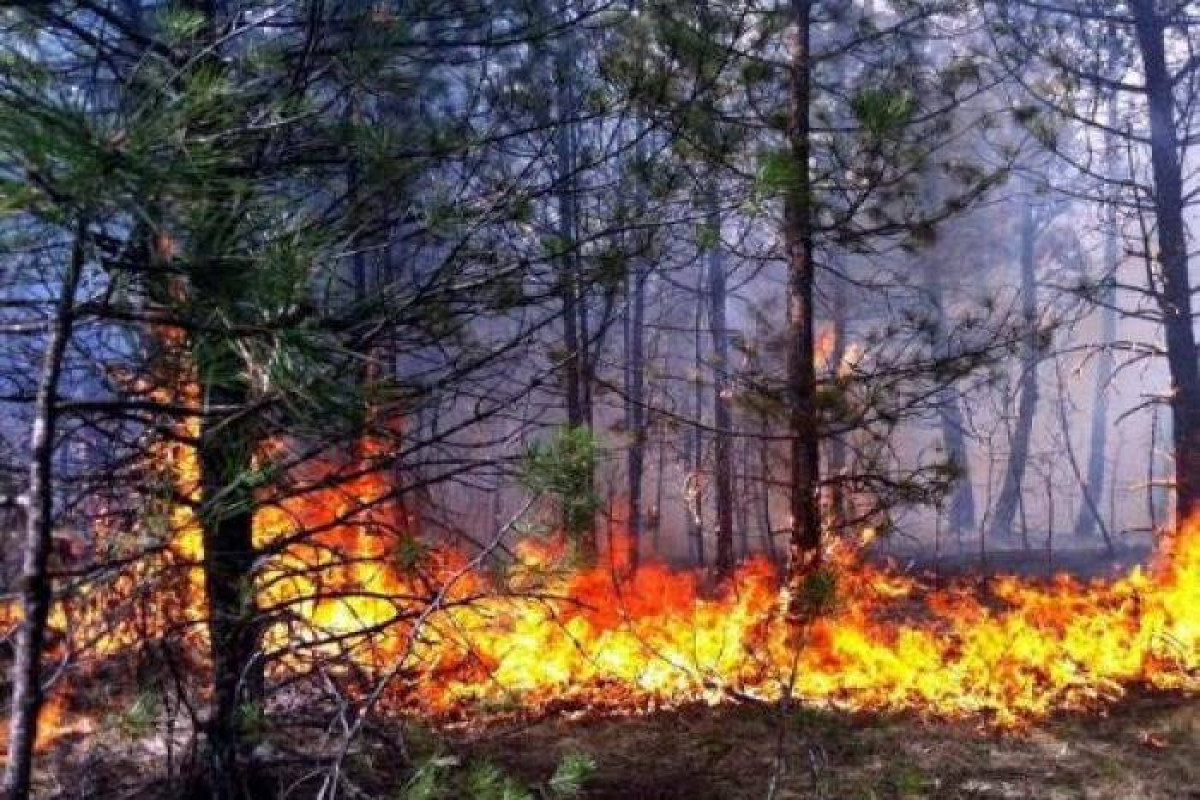 Материал по лесным пожарам. Лесные пожары. Лесной пожар фото. Недавние Лесные пожары. Массивные пожары деревья.